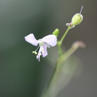 Rhopalephora scaberrima (Blume) Faden